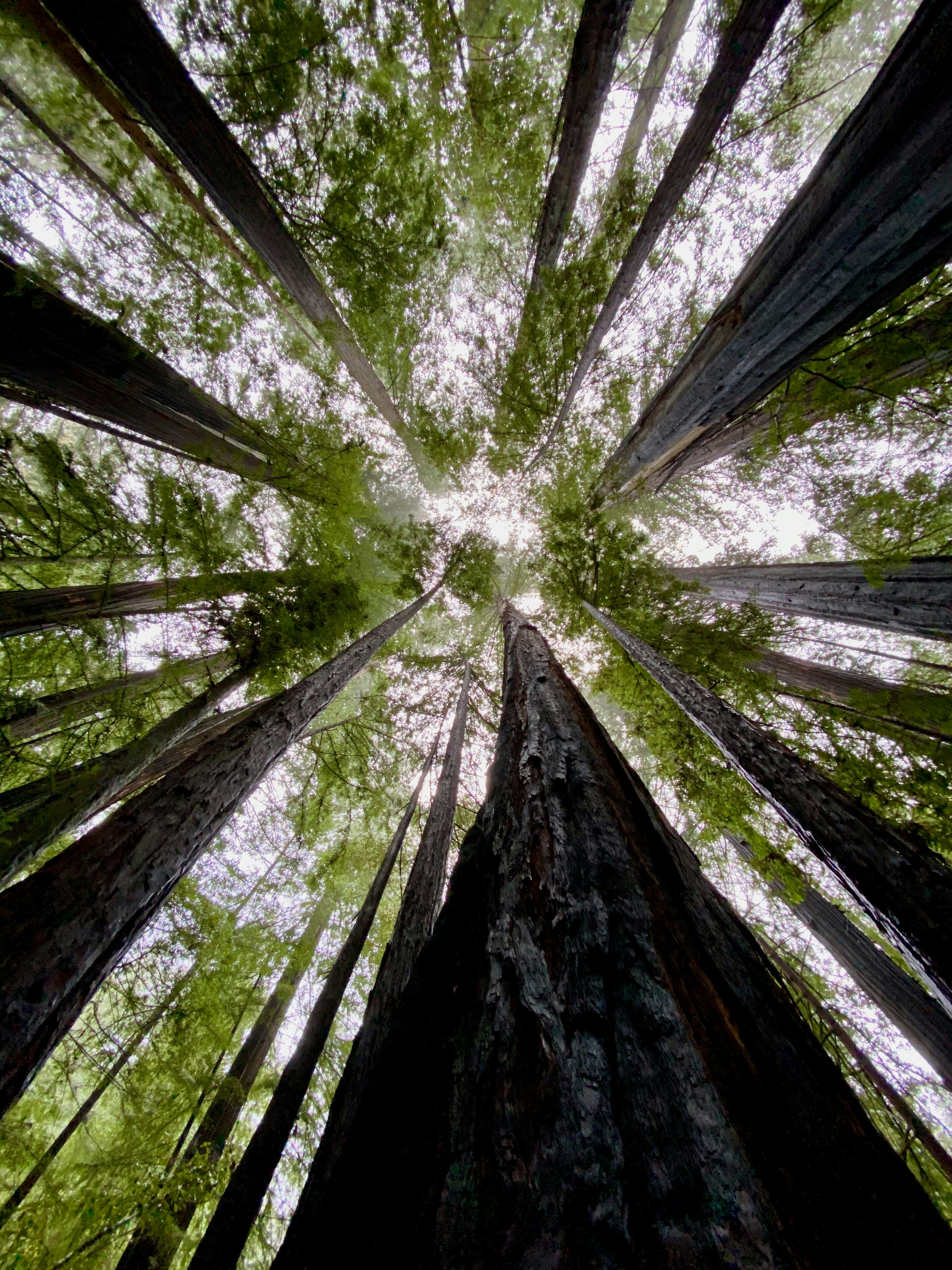Redwood forest canopy in the Santa Cruz Mountains near Ben Lomond